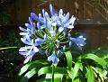 2008-0729-1405_Agapanthus_22,2C